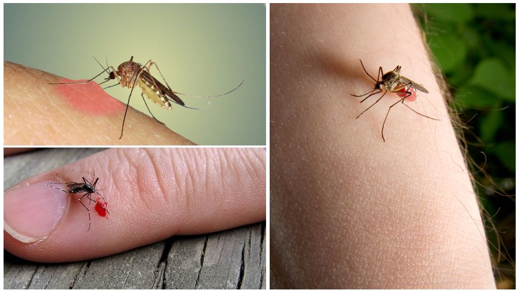 Почему комары одних людей кусают, а других нет