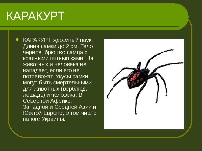 Самые известные и опасные пауки россии