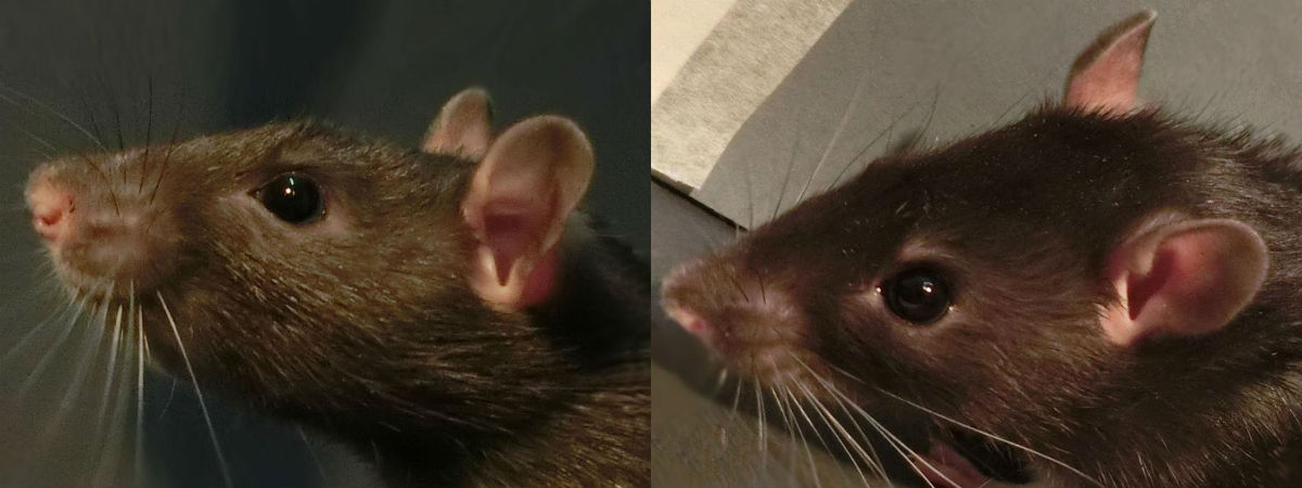 ᐉ как пищат и "разговаривают" крысы, значение издаваемых звуков - zoopalitra-spb.ru