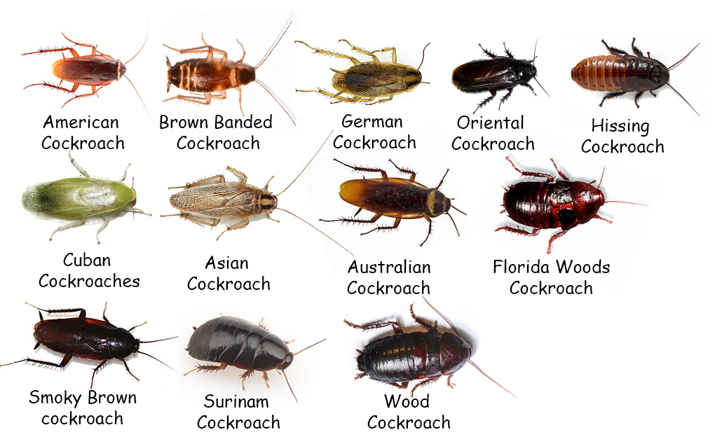 Какие бывают тараканы в квартире фото и названия