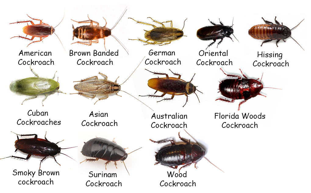 Какие тараканы бывают в квартире фото и названия и как с ними бороться