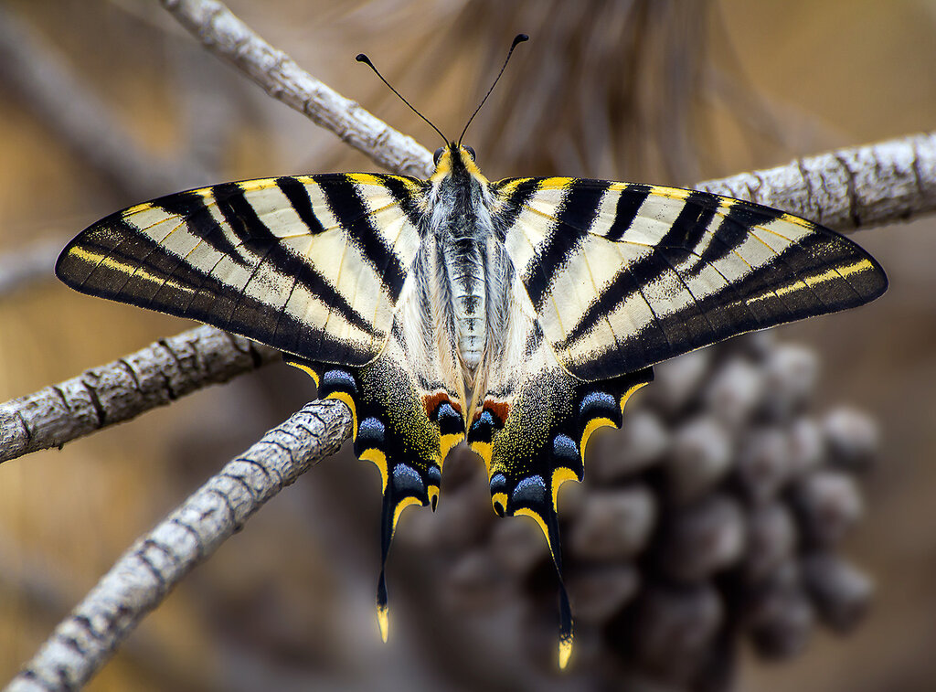 Морфо дидиус: фото, образ жизни и развитие самой красивой бабочки тропического леса