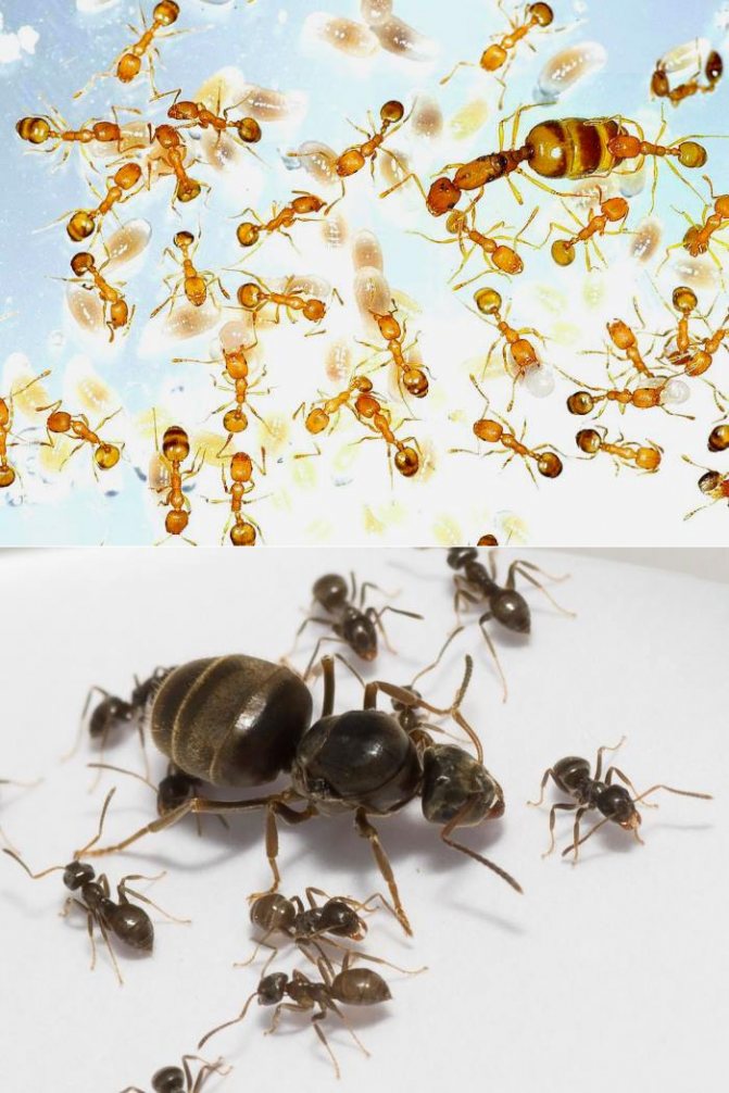 Маленькие муравьи: способы борьбы