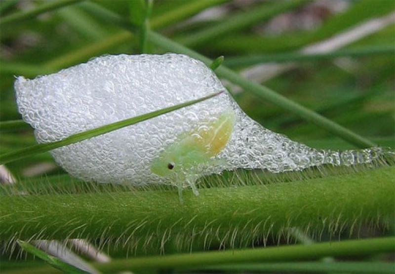 Пенница слюнявая – кто живет в пенных комочках на растениях?