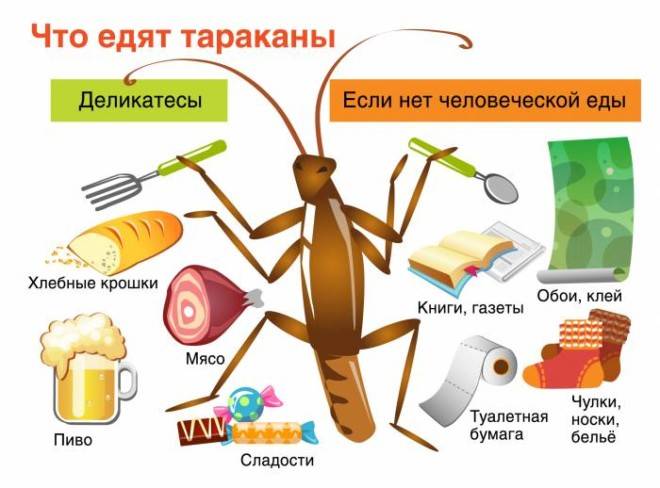 Какие болезни переносят тараканы