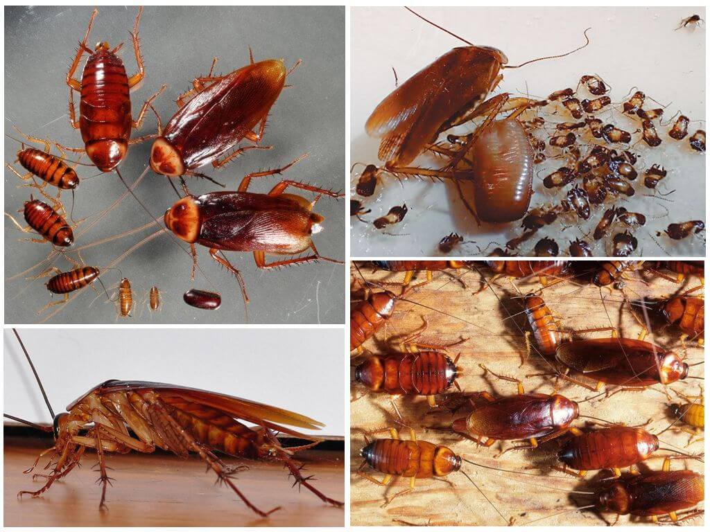 Избавиться от рыжих тараканов в домашних условиях