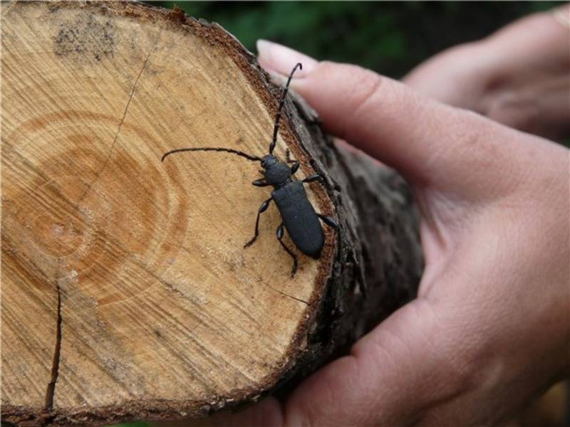 Как избавиться жука короеда в деревянном доме: лучшие работающие методики