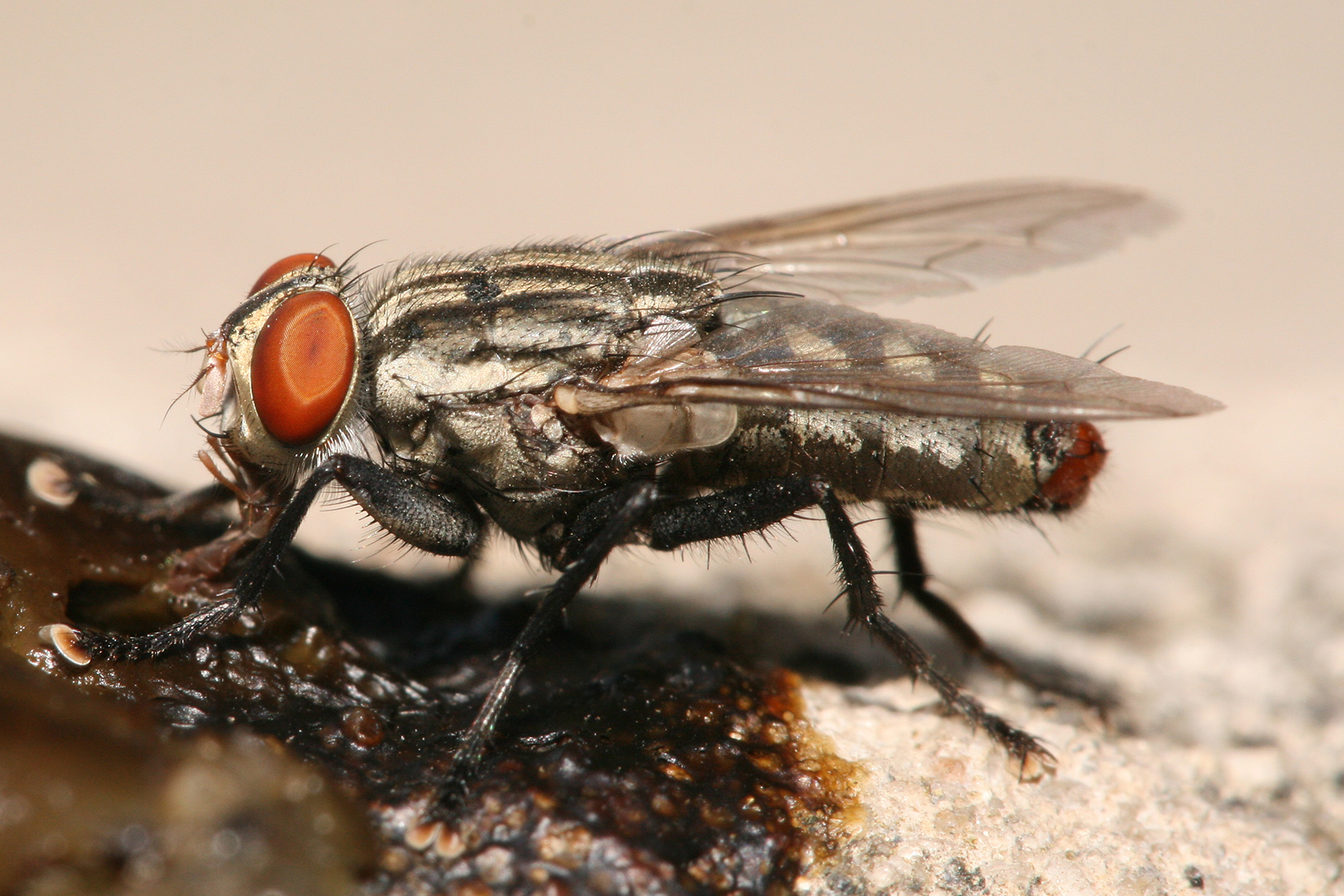 Вредоносная жигалка осенняя. особенности борьбы с насекомым