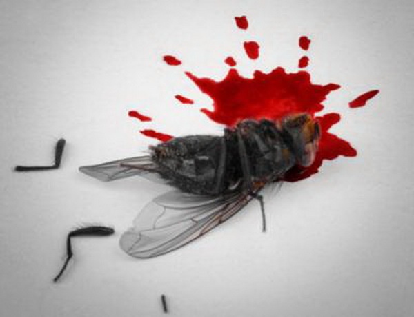 Как убить личинок мух?