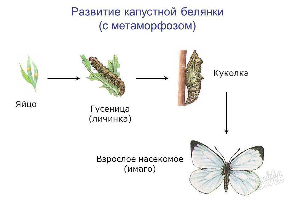 Этапы развития бабочки в картинках для детей