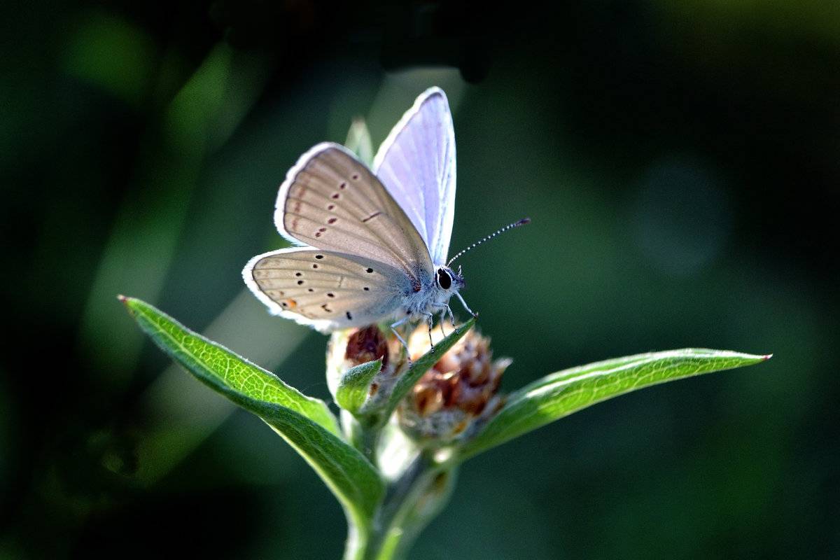 Описание бабочки голубянка аргус, фотографии и видео