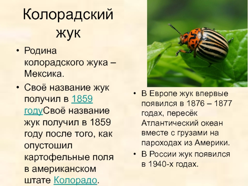 Колорадский жук насекомое. описание, особенности, образ жизни и среда обитания жука | живность.ру