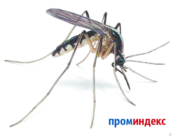Комар долгоножка: чем опасен, как называется, фото