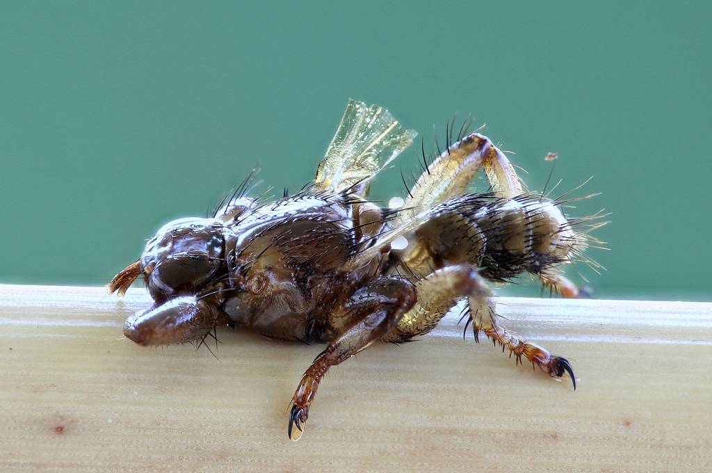 Лосиная вошь, или муха: чем опасна, способы борьбы