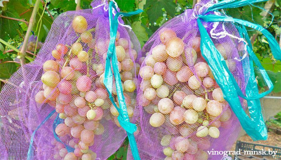 Как эффективно защитить виноград от ос: ловушки, отрава и механические способы