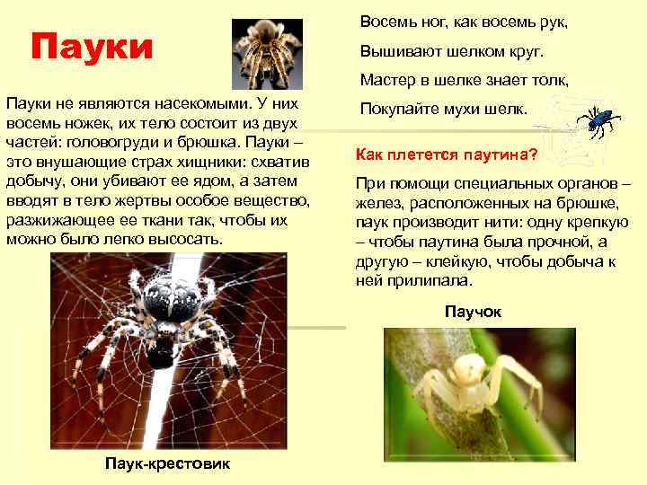 Паук — это насекомое или нет: строение и значение животных в природе