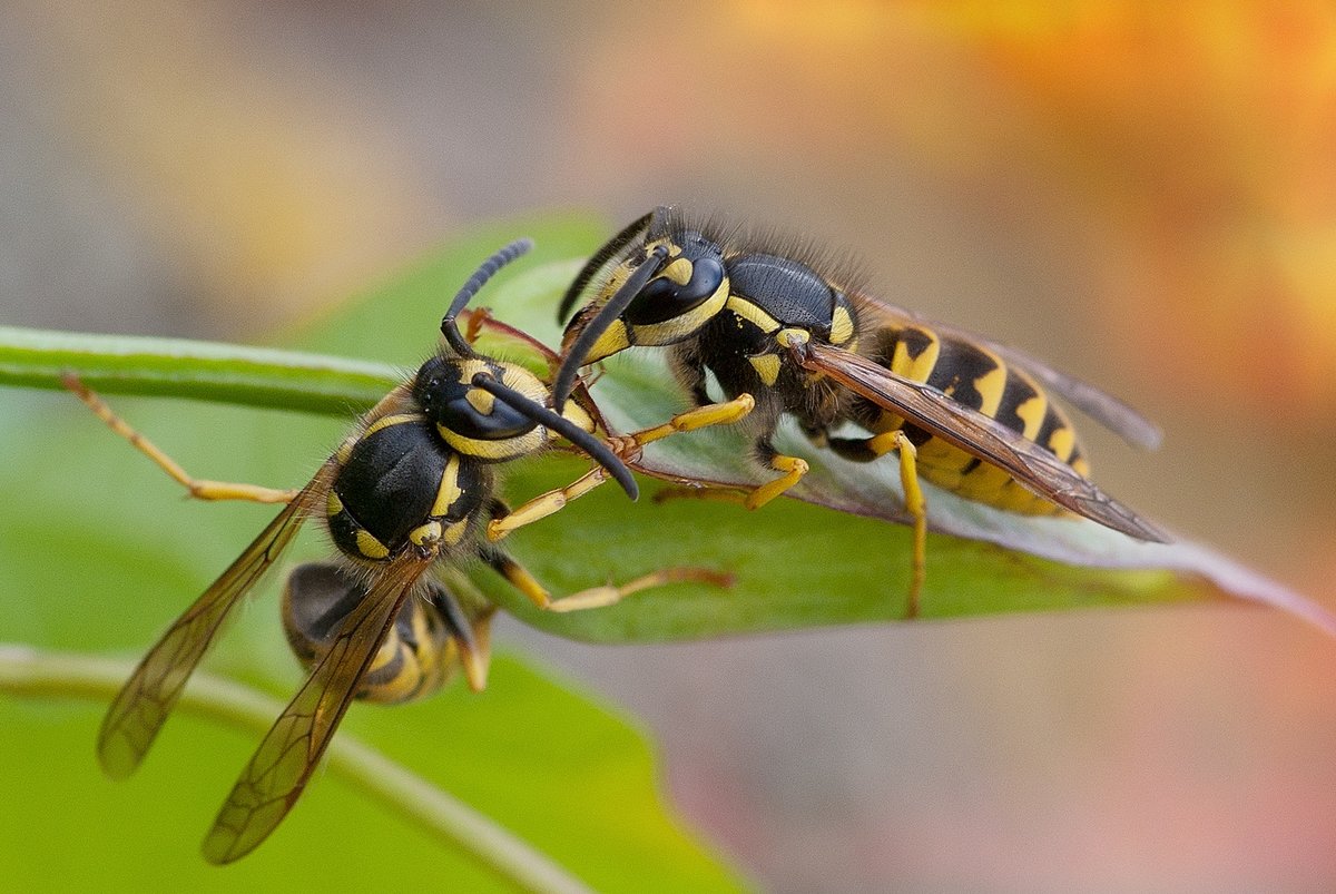 Оса - ядовитые насекомые | описание, фото и видео