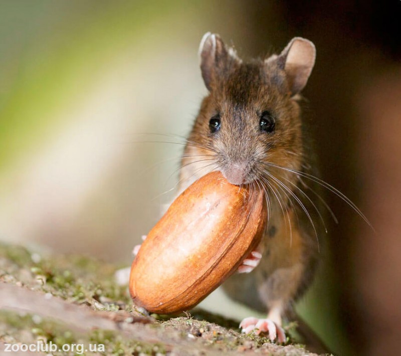 Мир мышей. Apodemus sylvaticus. Желтогорлая мышь. Европейская Лесная мышь. Мышь Лесная коричневая.