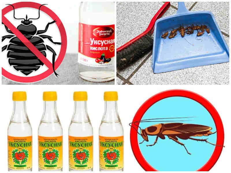 Чем травить тараканов в домашних условиях – самые эффективные средства