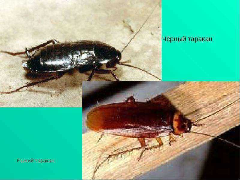 Что нужно знать о рыжих тараканах