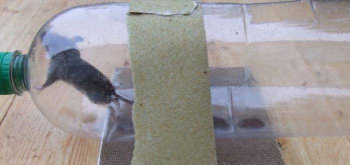 Как навсегда избавиться от мышей в квартире?