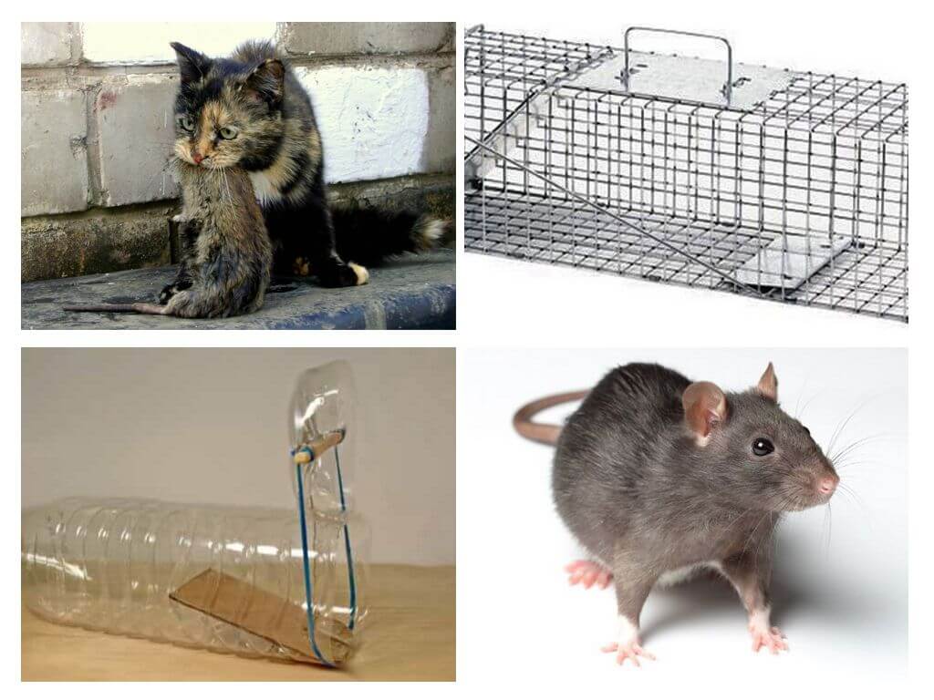 Крысы в частном доме или квартире: как от них избавиться, чего они боятся, признаки их появления