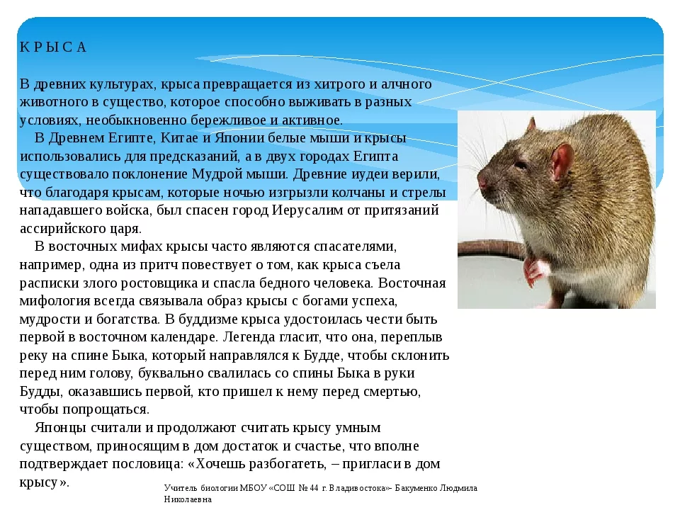 Умные крысы: насколько они умны, почему такие понятливые декоративные питомцы, что умеют делать животные