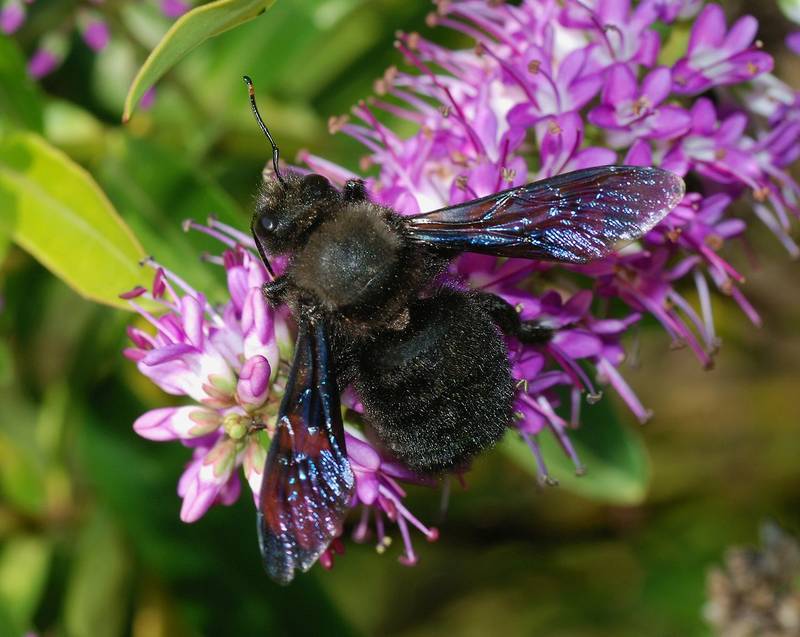Пчела-плотник фиолетовая: питание, образ жизни, места обитания