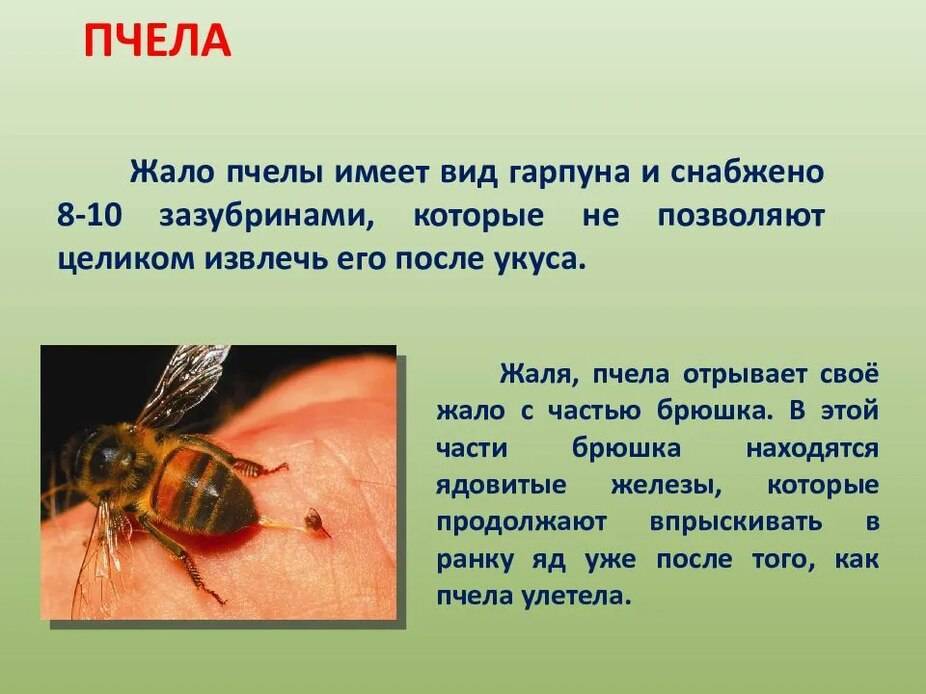 Действия при укусе насекомыми и животными - учебный центр дополнительного профессионального образования