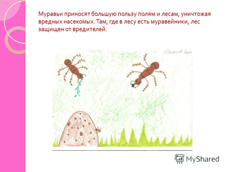 Какую пользу приносят муравьи лесу, саду, теплице, медицине