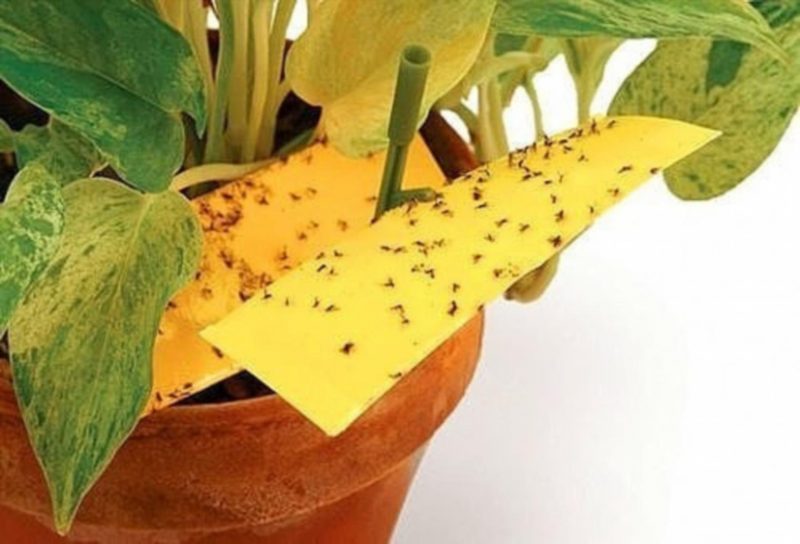 Как избавиться от мошек в цветочных горшках: способы борьбы, меры защиты