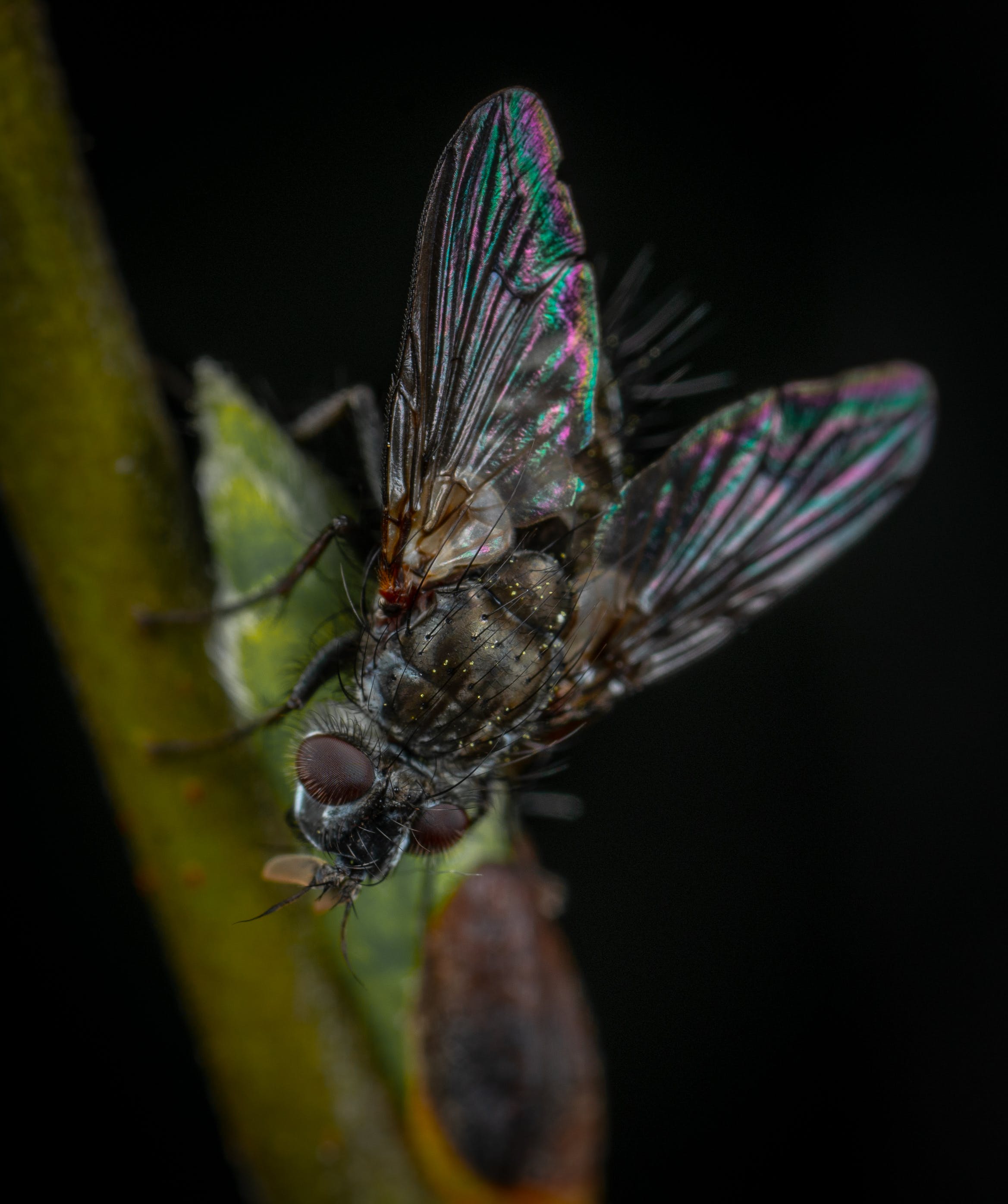 Сколько живут мухи, сколько у них глаз и лап, как размножаются обыкновенные мухи?