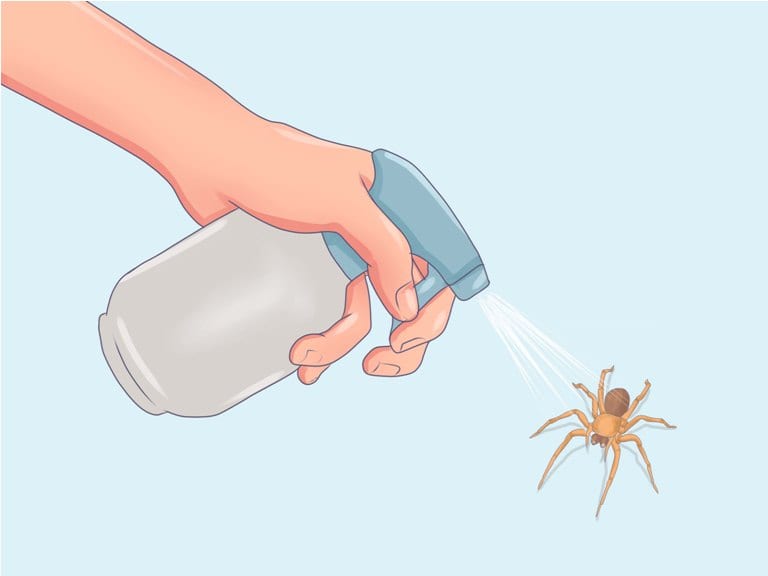 Как избавиться от пауков: в частном доме и квартире, народными и химическими средствами
