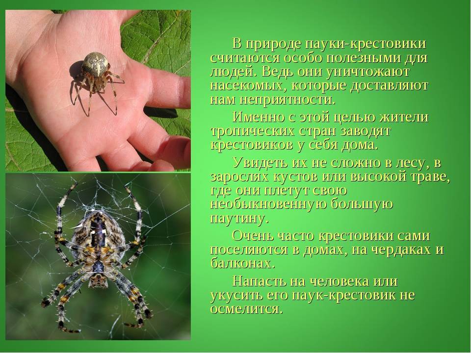 Значение паукообразных в природе и жизни человека – основное влияние