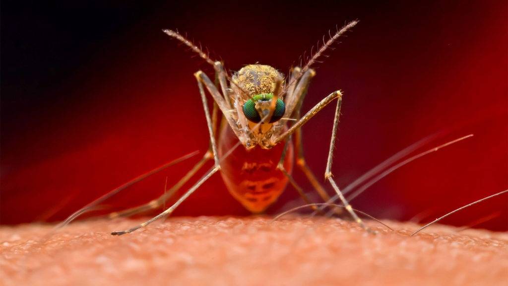 Есть ли в крыму комары? | керкинитида евпатория история с древних времен, до наших дней отдых и лечение в евпатории