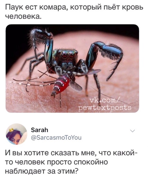 Зачем комары пьют кровь? - hi-news.ru