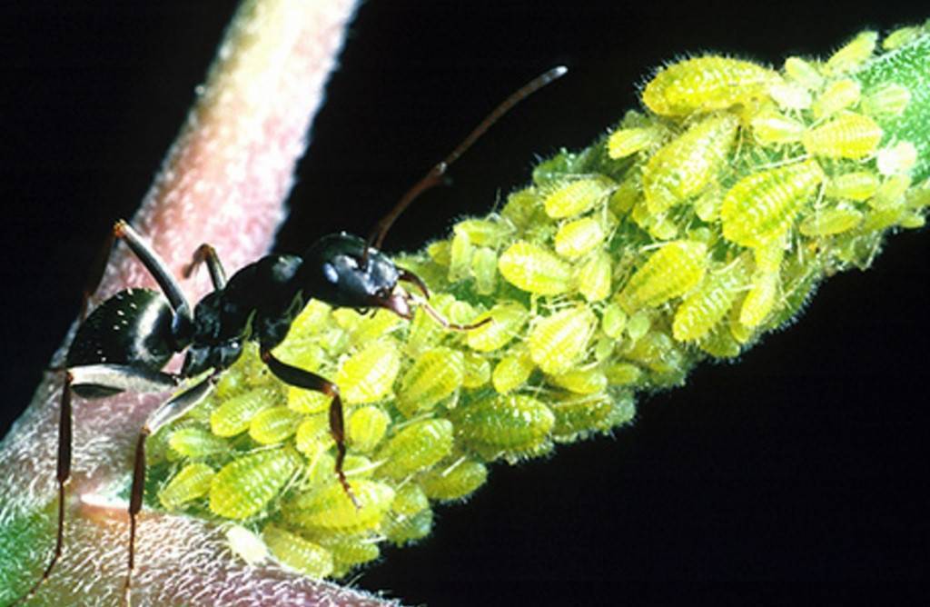 Как избавиться от муравьев на клубнике: какие народные средства помогут