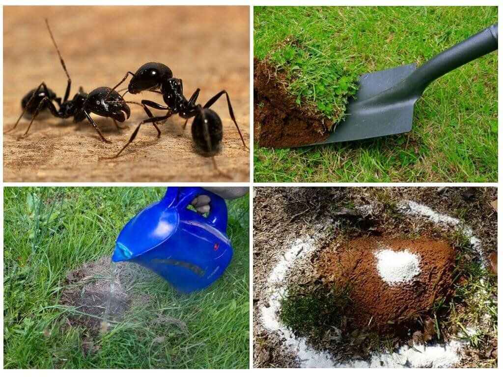 Как избавиться от муравьев на дачном участке: препараты, средства