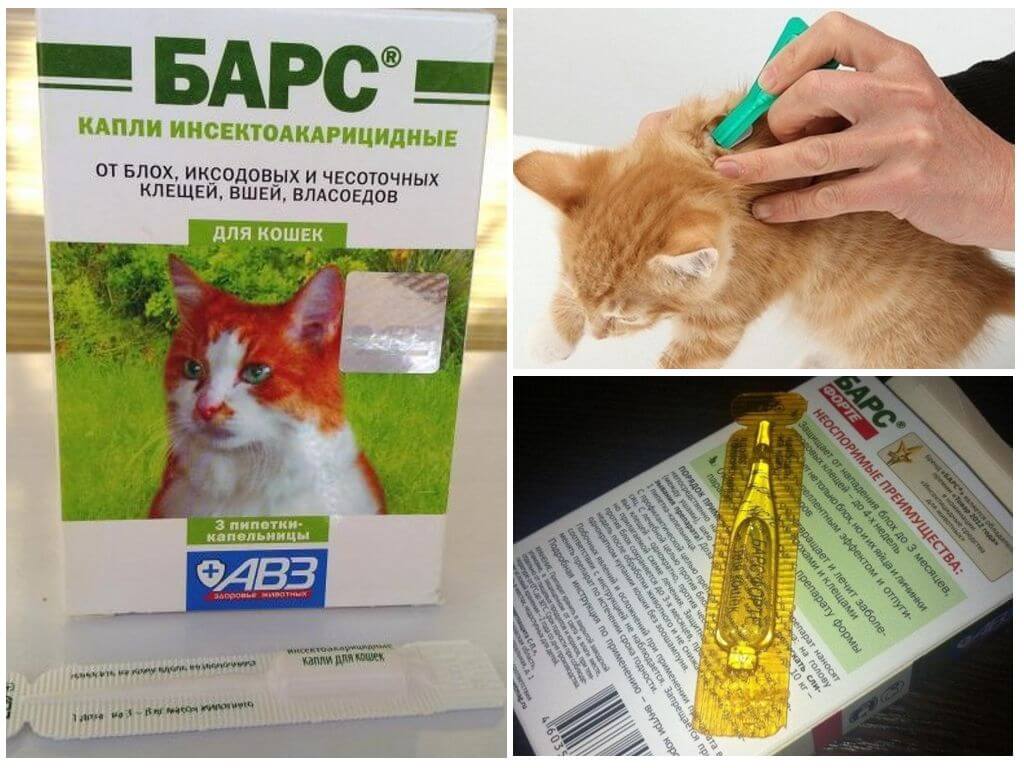 Таблетки от клещей для кошек: препараты для животных
