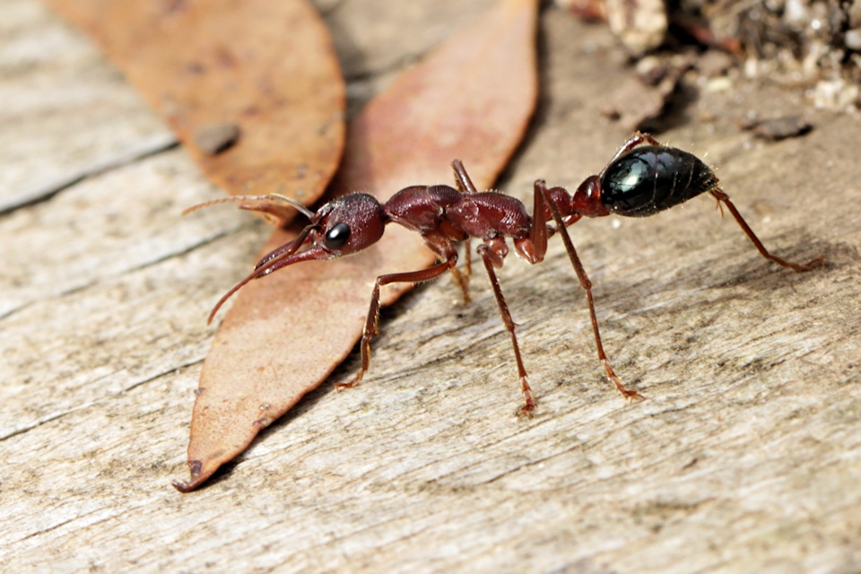 Муравьи бульдоги: описание жизни и фото этих насекомых