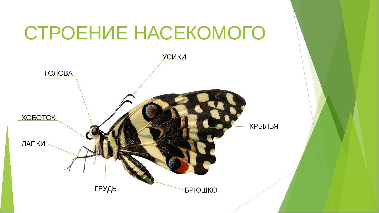 Внешнее строение насекомых | справочник пестициды.ru