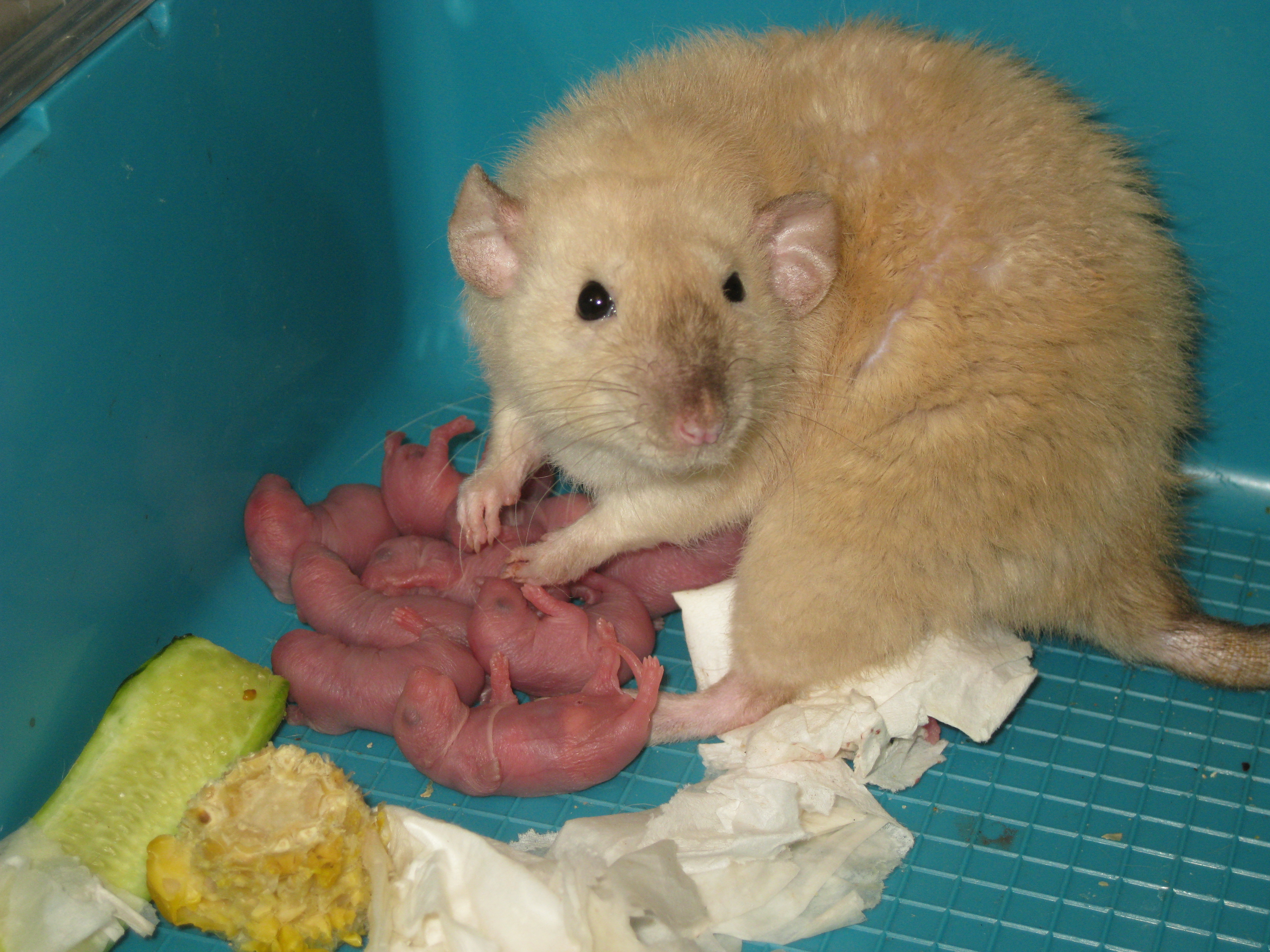 Размножение и роды мышей в домашних и естественных условиях