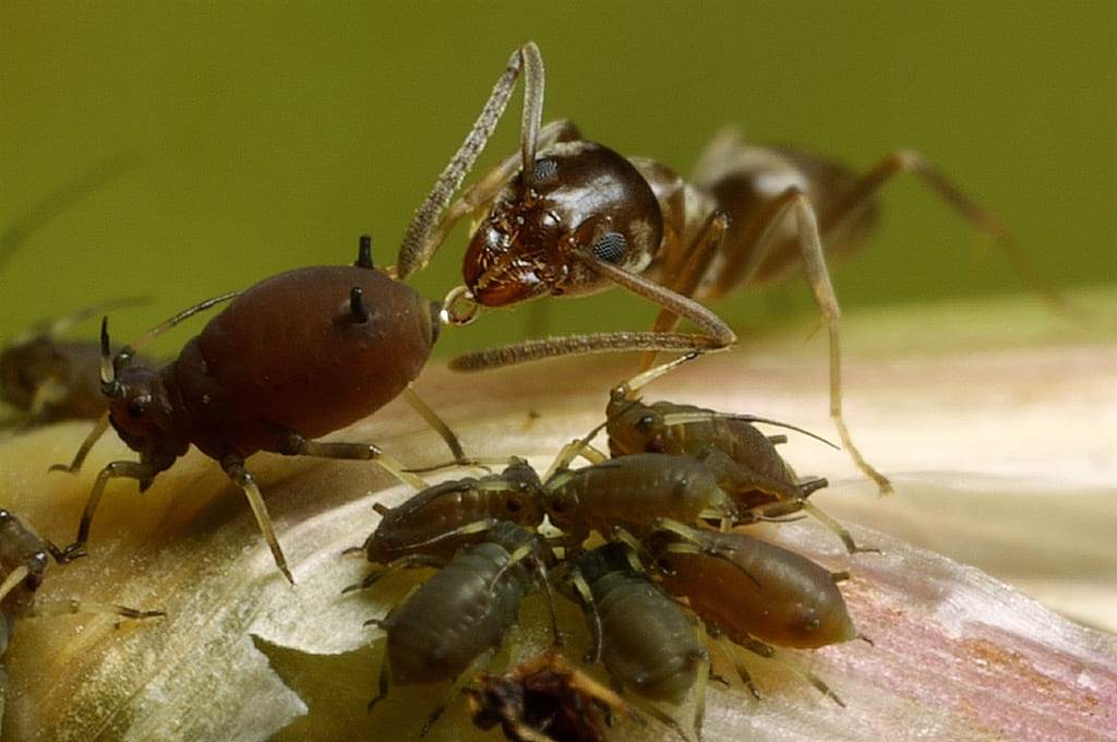 Как избавиться от черных муравьев в квартире?