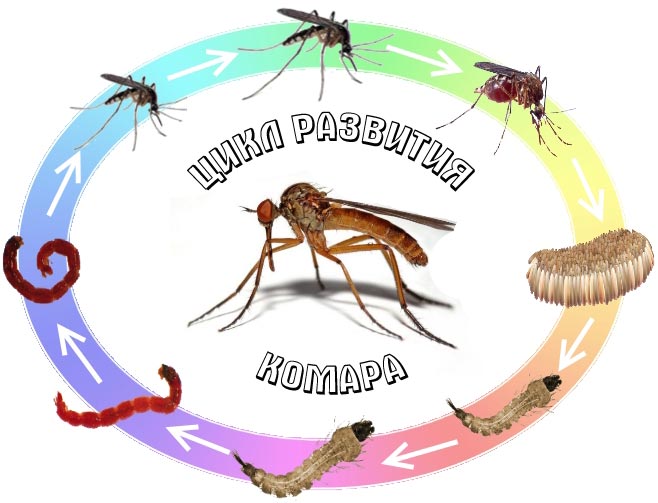 Размножение мух: органы размножения, выкладка яиц, развитие личинок и жизненный цикл