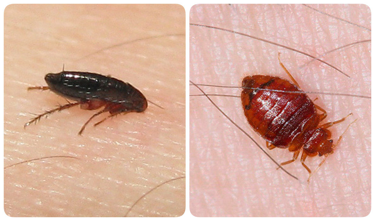 Постельные паразиты – разновидность насекомых и симптомы присутствия | rvdku.ru