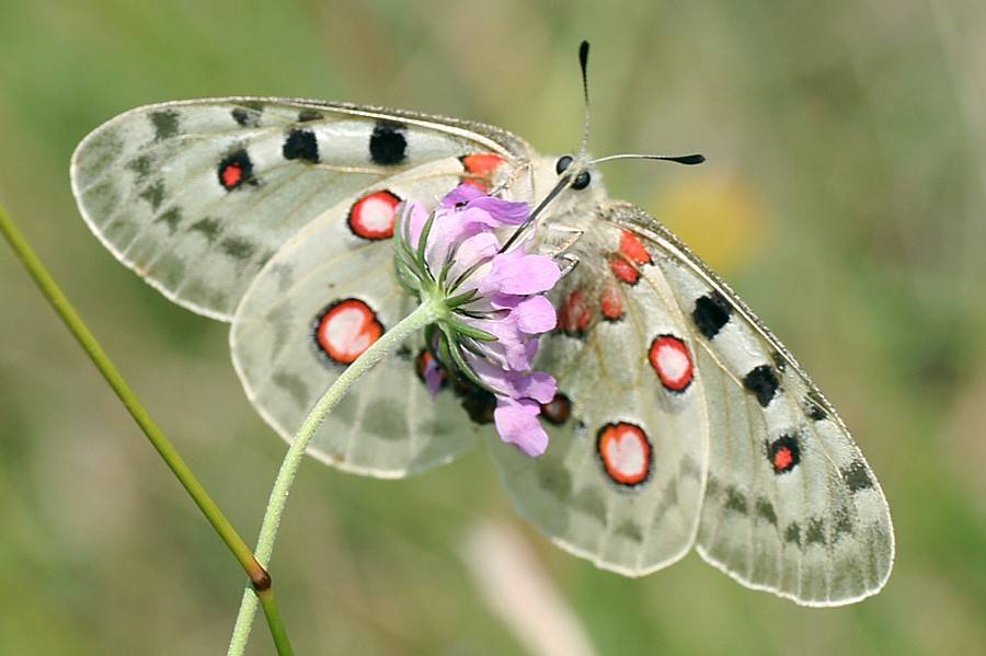 Бабочка аполлон обыкновенный – как сохранить исчезающую красоту