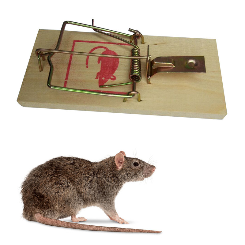 Приманка для мышей - какой продукт положить в мышеловку