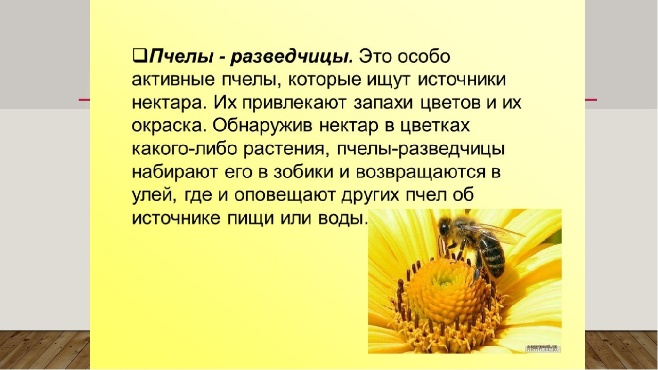 Пчеловодство доклад 3 класс. Тема пчел для презентации. Рассказ о пчелах. Пчела тема. Доклад о пчелах.