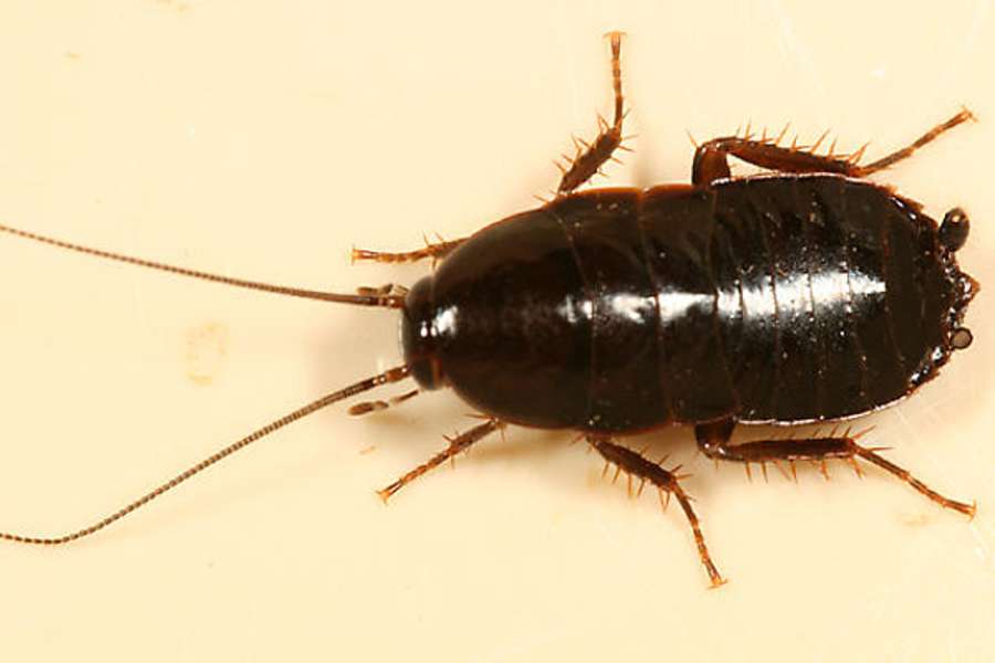 Как избавиться от черных тараканов в доме и квартире?