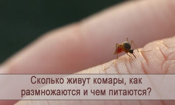 Сколько живёт комар?
